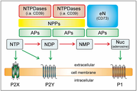 Ectonucleotidases