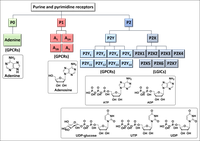 Purine and pyrimidine receptors