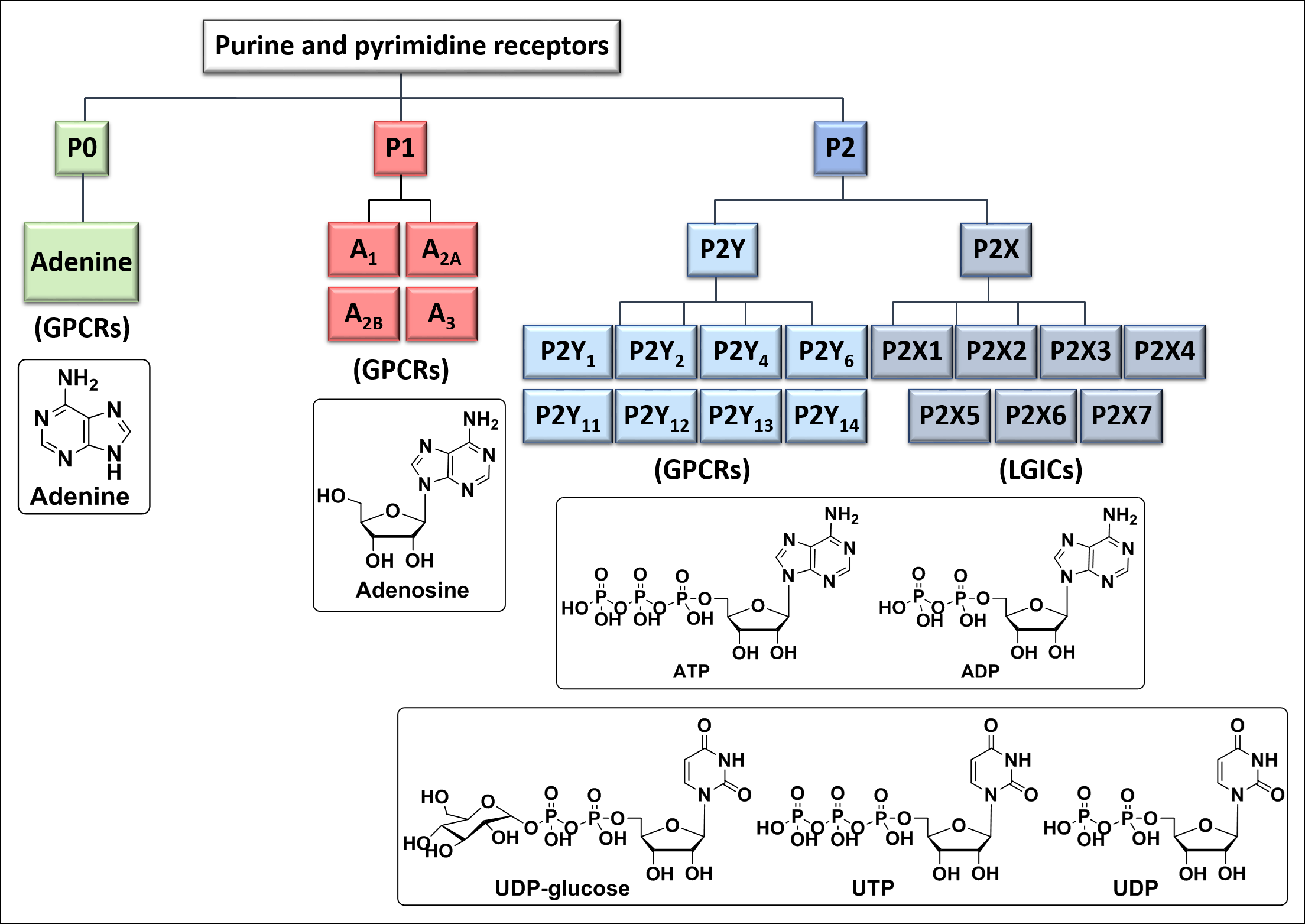 Purine and pyrimidine receptors