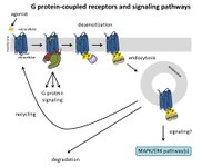 GPCR_signaling_final.jpg